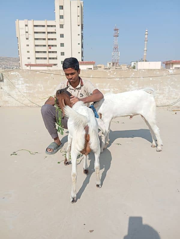 goats for qurbani 2