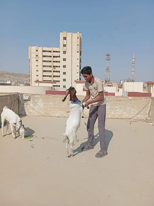 goats for qurbani 3