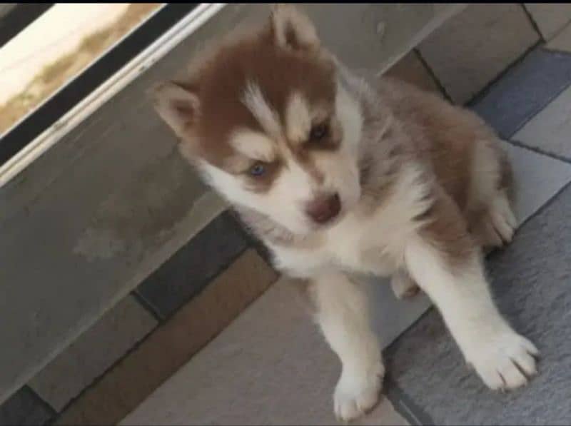 husky puppies for sale full active 1