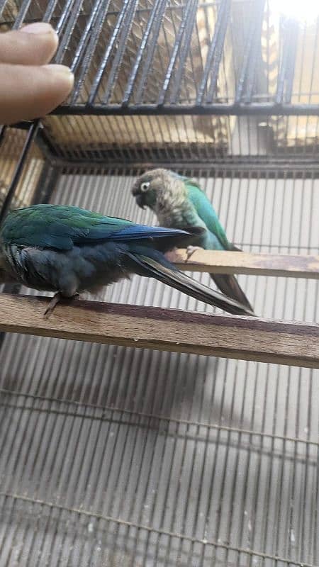 Blue turquoise breeder pair 0