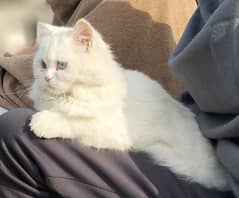 Persian cat