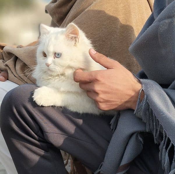 Persian cat 1