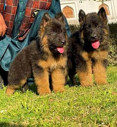 pure German shepherd long caot pair male and female 70days healthy and