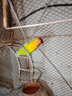 lovebird ki female for sale price 1200