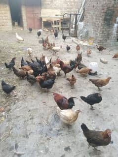 Hens ando wali