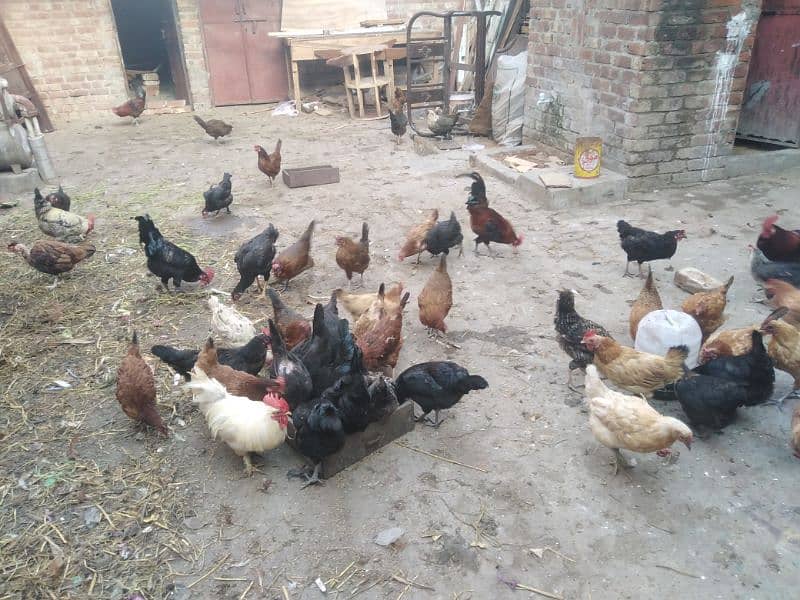 Hens ando wali 1