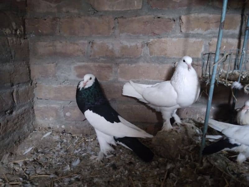 Megpie pouter breeder pair ghubara 5