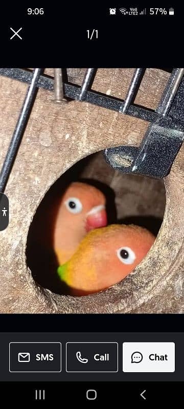 breeder pair of Fishers 4