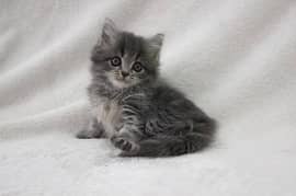 Female Long Haired Ragdoll Tabby kittens