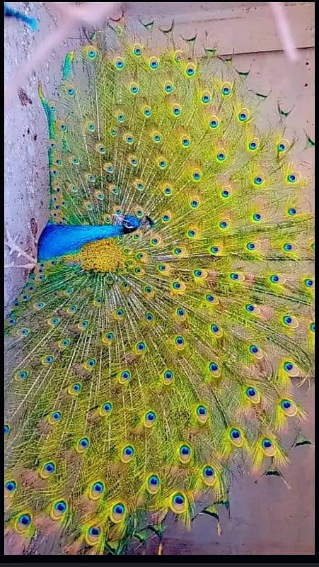 Blue shoulder  Peacock breeder male active and healthy 0