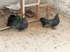 black laka pair aseel hens