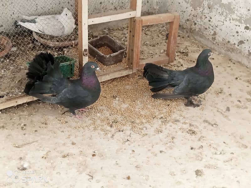 black laka pair aseel hens 0