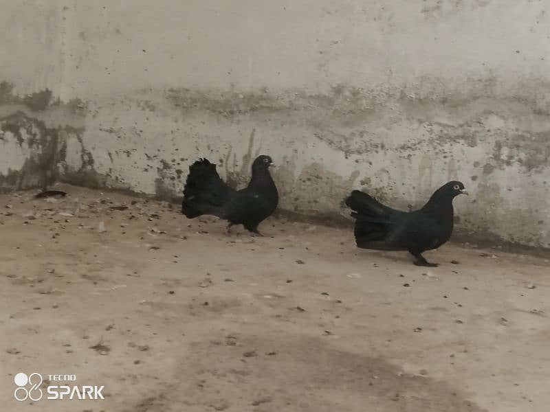 black laka pair aseel hens 1