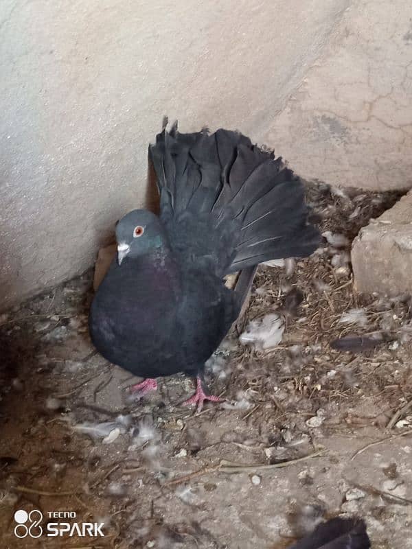 black laka pair aseel hens 2