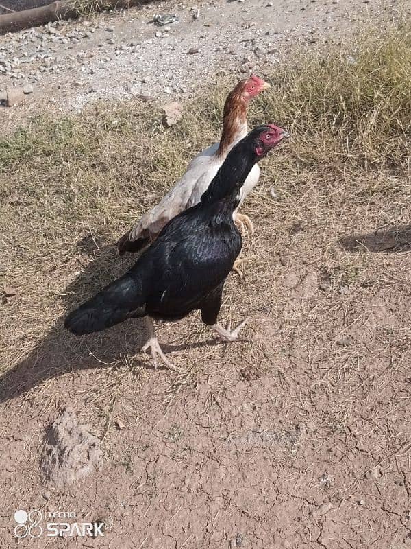 black laka pair aseel hens 5