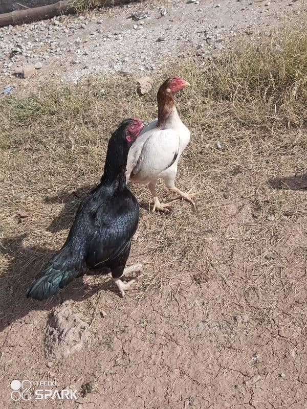 black laka pair aseel hens 6