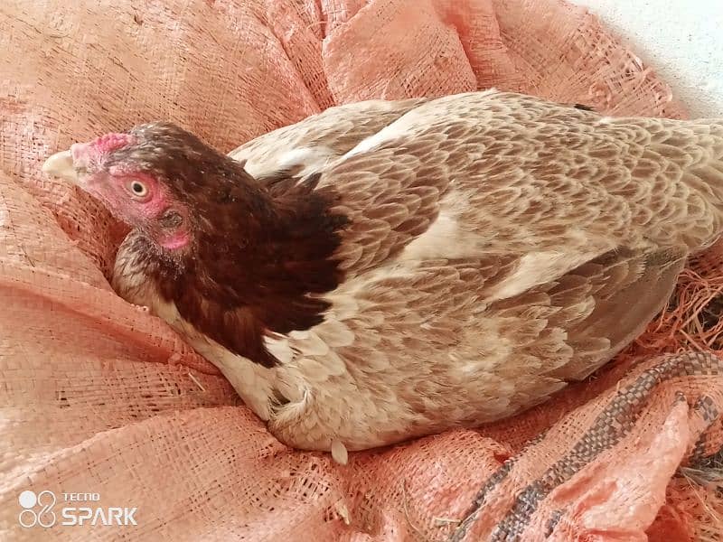 black laka pair aseel hens 7