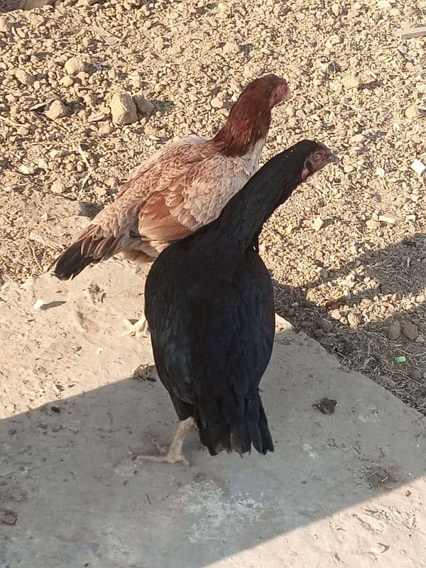 black laka pair aseel hens 8