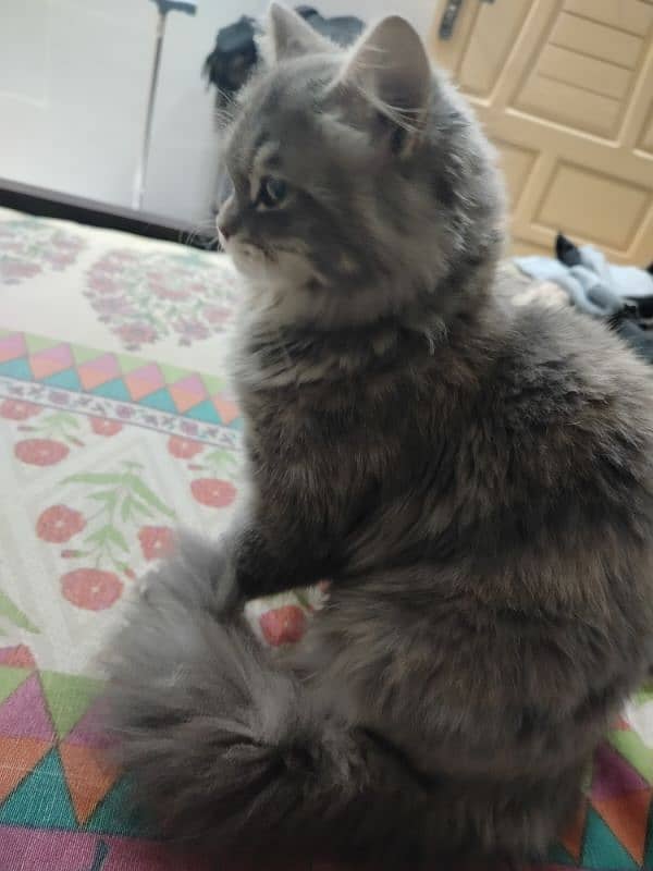 6 month old Persian female 0