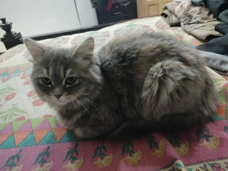 6 month old Persian female 1