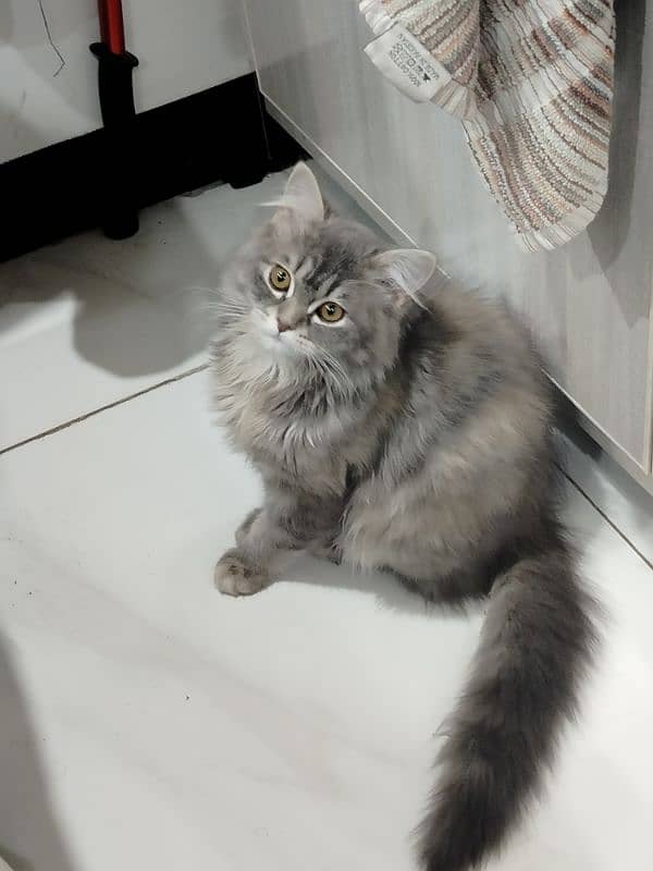 6 month old Persian female 3