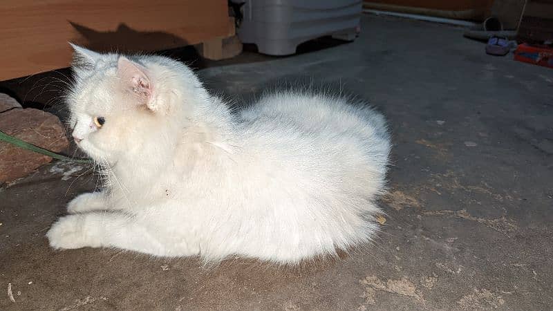 persian Cat white 2