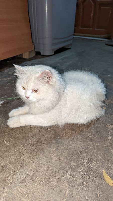 persian Cat white 3