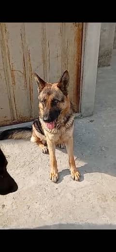 German shepherd female