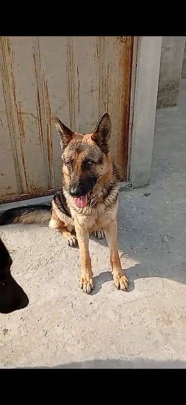 German shepherd female 0