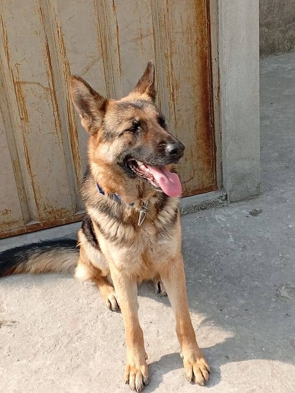 German shepherd female 1