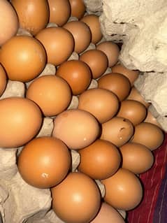 Hens and egg for sale