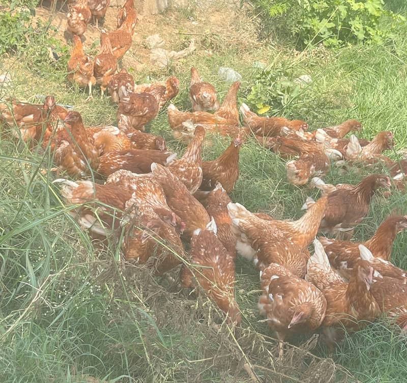 Hens and egg for sale 1