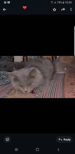 persian smokey cat double coat