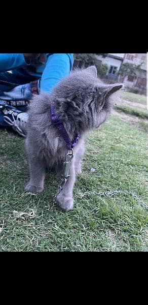 persian smokey cat double coat 1