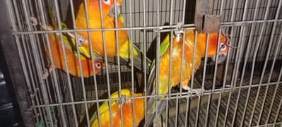 adult breeder sun conure