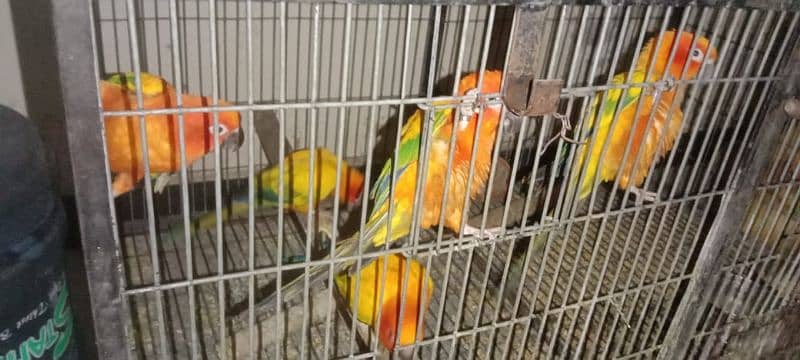 adult breeder sun conure 1