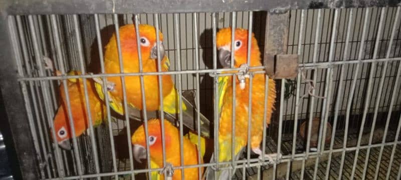 adult breeder sun conure 2