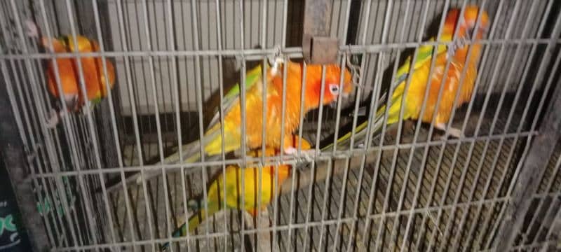 adult breeder sun conure 4