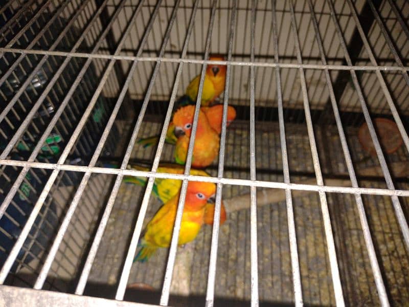 adult breeder sun conure 5