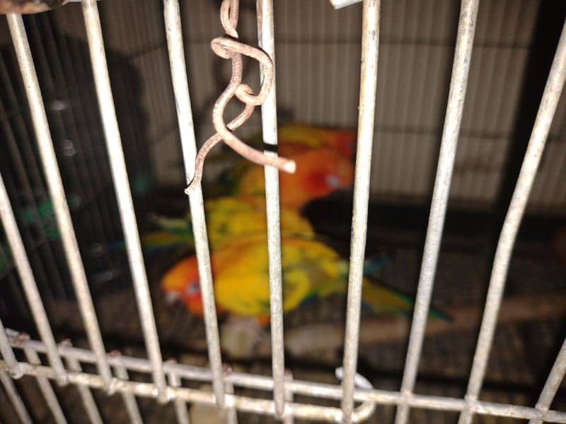 adult breeder sun conure 6