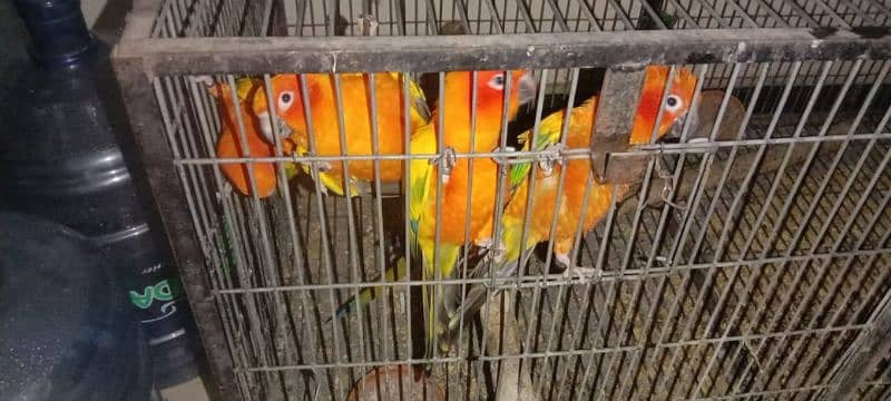 adult breeder sun conure 7