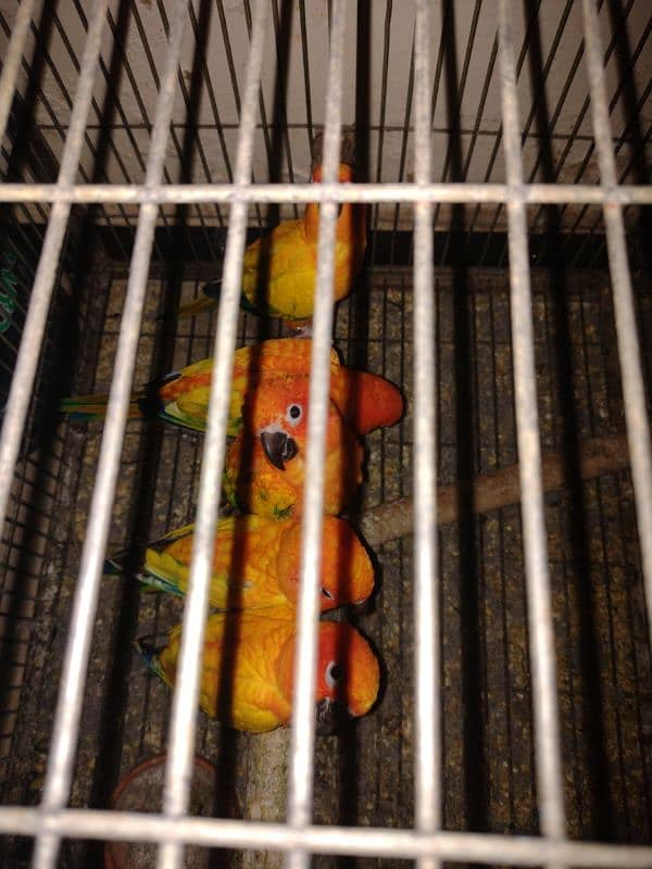 adult breeder sun conure 8