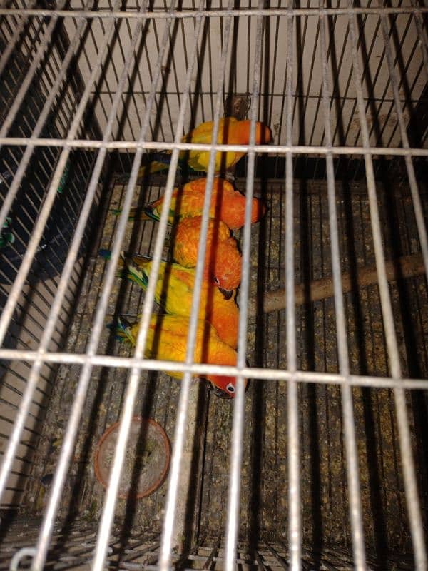 adult breeder sun conure 9