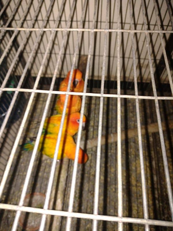 adult breeder sun conure 10