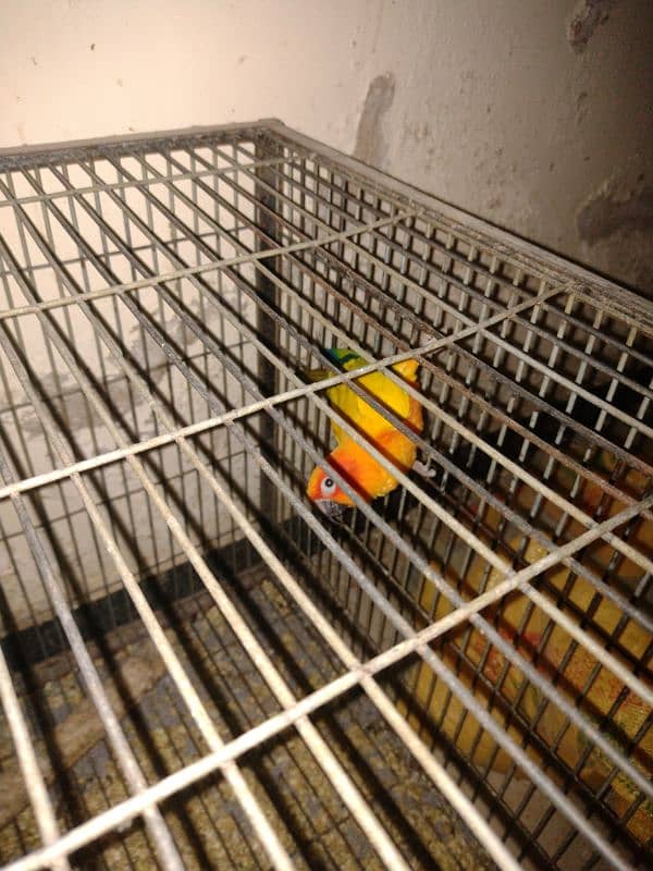 adult breeder sun conure 11