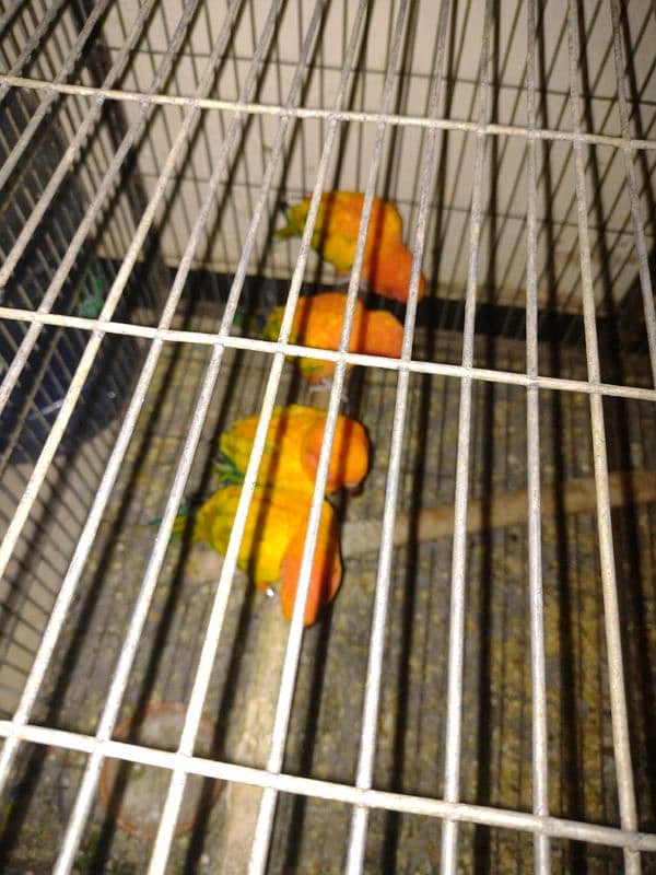 adult breeder sun conure 12