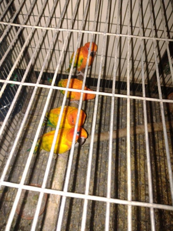 adult breeder sun conure 13