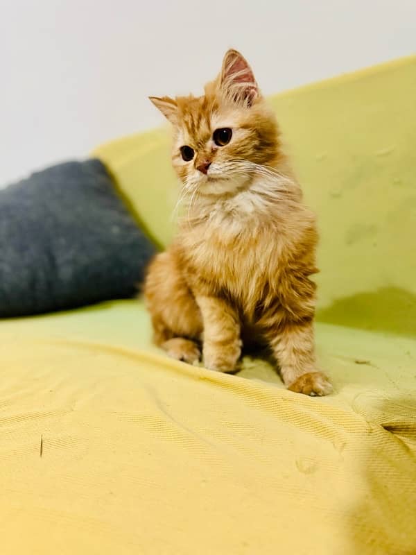 Female Persian Kitten 1