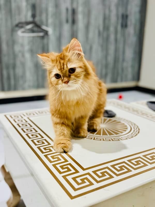 Female Persian Kitten 2