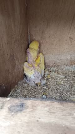 LUTINO BREEDER PAIR WITH CHICKS/ALBINO/DECINO/LOVE BIRD/BREEDER PAIR/